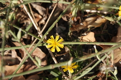 Chondrilla juncea