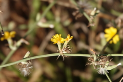 Chondrilla juncea