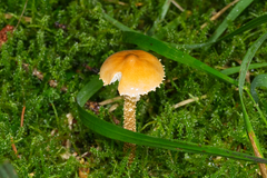 Cystoderma amianthinum