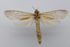 Phragmataecia