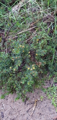 Pultenaea tenuifolia