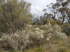Olearia pimeleoides