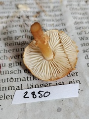 Cystoderma amianthinum