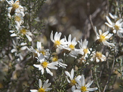 Olearia pimeleoides