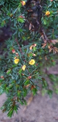 Pultenaea tenuifolia
