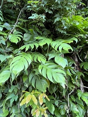 Epipremnum pinnatum