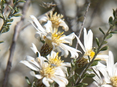 Olearia pimeleoides