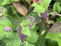 Persicaria nepalensis