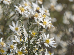 Olearia pimeleoides