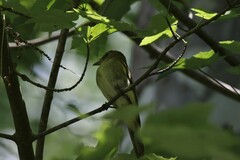 Empidonax virescens