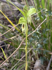 Pterostylis longifolia