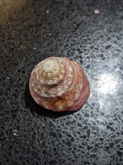 Astralium tentoriiforme