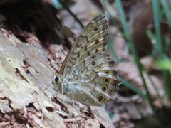 Neope goschkevitschii