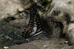Graphium eurypylus
