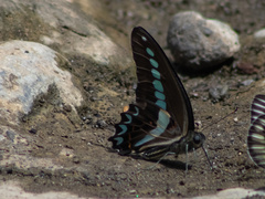 Graphium milon