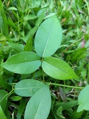 Derris trifoliata