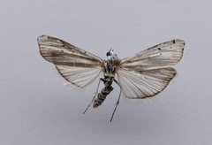 Myelois circumvoluta