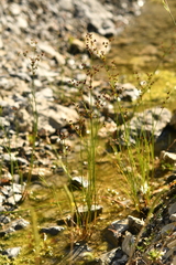 Juncus alpinoarticulatus