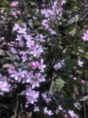 Cyanothamnus anemonifolius