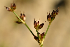 Juncus alpinoarticulatus