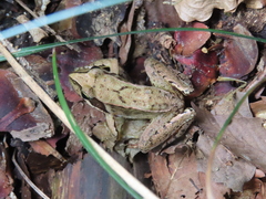 Rana japonica