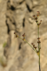 Juncus alpinoarticulatus