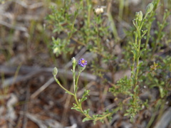 Vittadinia