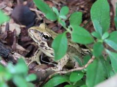 Rana japonica