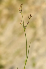 Juncus alpinoarticulatus