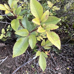 Pterophylla racemosa