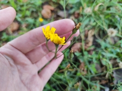 Scorzoneroides autumnalis