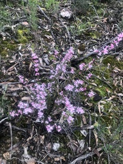 Cyanothamnus anemonifolius