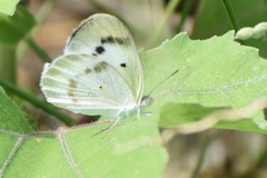Colotis etrida