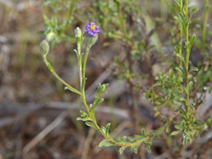 Vittadinia