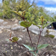 Pterophylla racemosa