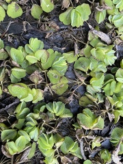 Salvinia molesta