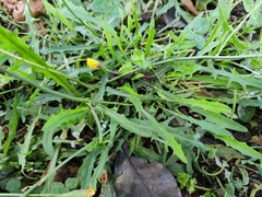 Scorzoneroides autumnalis