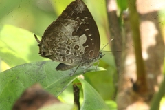 Arhopala bazaloides