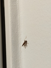 Himacerus mirmicoides