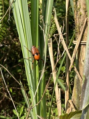 Cyrtotrachelus thompsoni