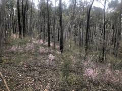 Cyanothamnus anemonifolius