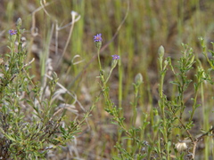 Vittadinia