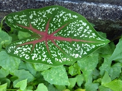 Caladium bicolor