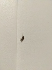 Himacerus mirmicoides