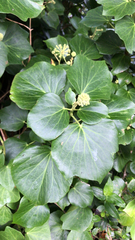 Hedera azorica