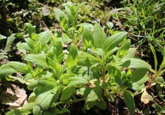 Myosotis sparsiflora