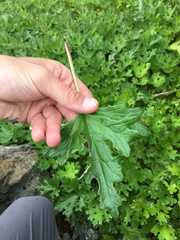 Petasites frigidus