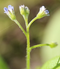 Myosotis sparsiflora