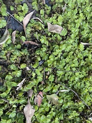 Salvinia molesta