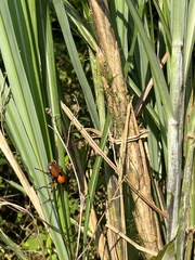 Cyrtotrachelus thompsoni